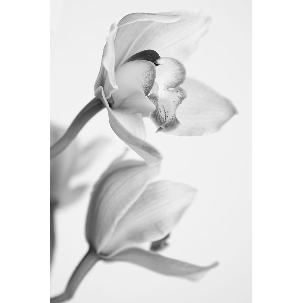 Orchid Poster Print - Igor Mandich-VARPDX2053539 Image 1