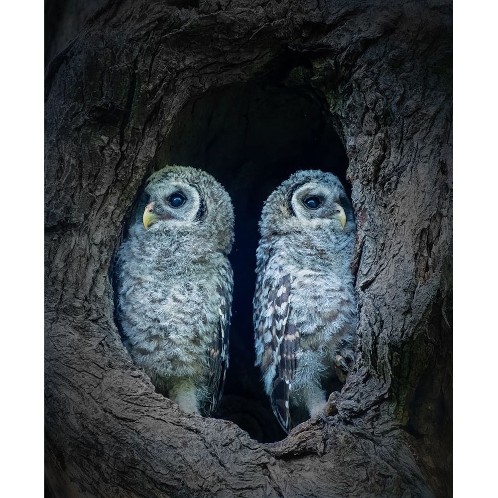 Two Little Guards Poster Print - Alex Li-VARPDX2053903 Image 1