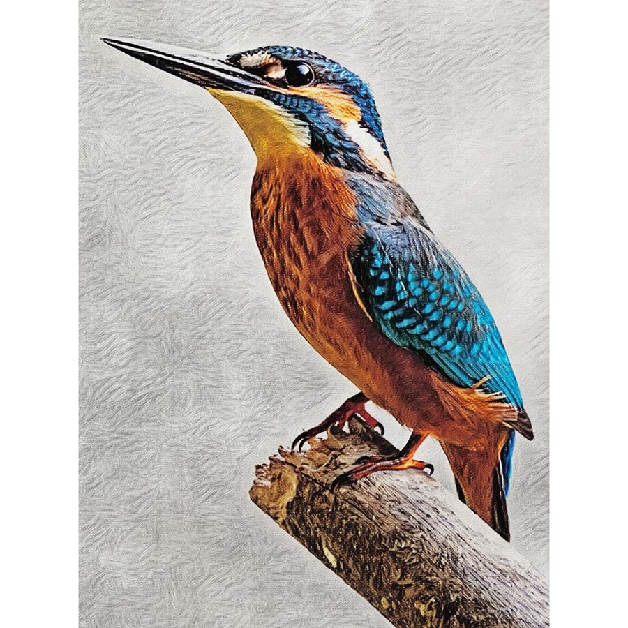 Kingfisher Perched II Poster Print - Ashley Aldridge-VARPDX205604Z Image 1