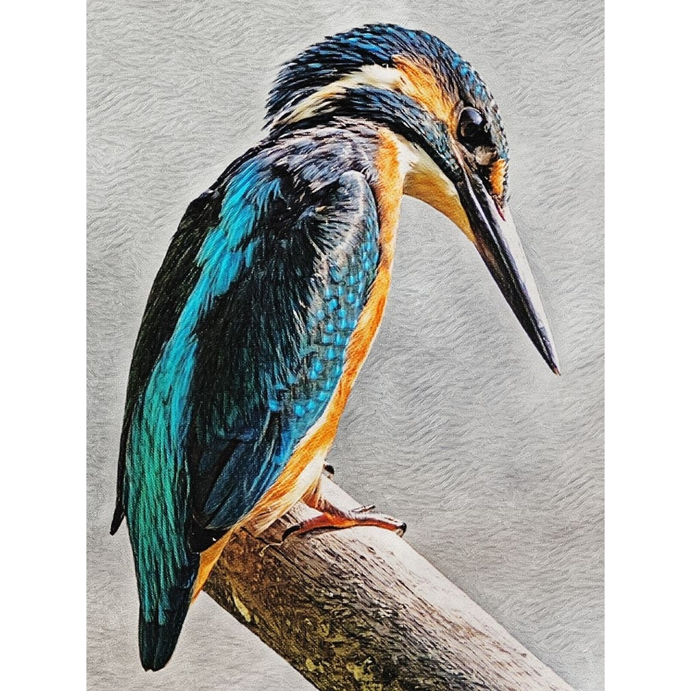 Kingfisher Perched I Poster Print - Ashley Aldridge-VARPDX205603Z Image 1