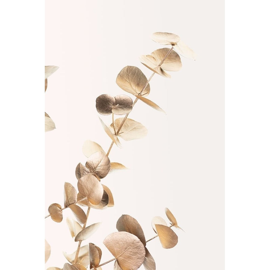 Eucalyptus Gold No 03 Poster Print - 1x Studio III-VARPDX2057923 Image 1