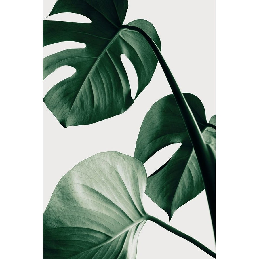 Monstera Natural 42 Poster Print - 1x Studio III-VARPDX2058313 Image 1