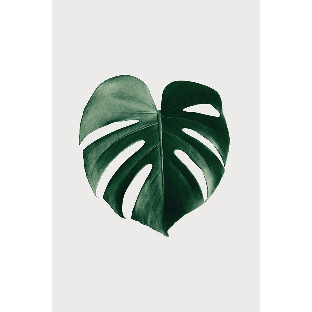 Monstera Natural 24 Poster Print - 1x Studio III-VARPDX2058293 Image 1