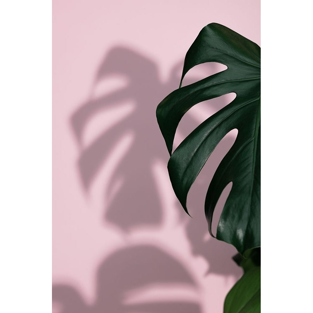 Monstera Pink 10 Poster Print - 1x Studio III-VARPDX2058319 Image 1