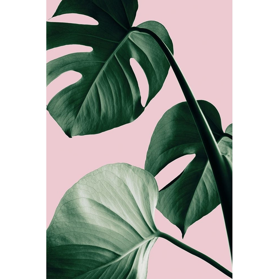 Monstera Pink No 07 Poster Print - 1x Studio III-VARPDX2058262 Image 1