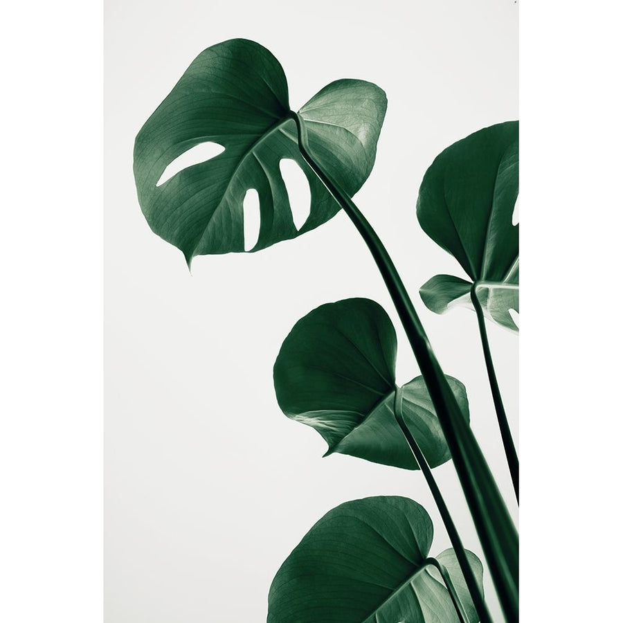 Monstera Natural 38 Poster Print - 1x Studio III-VARPDX2058309 Image 1