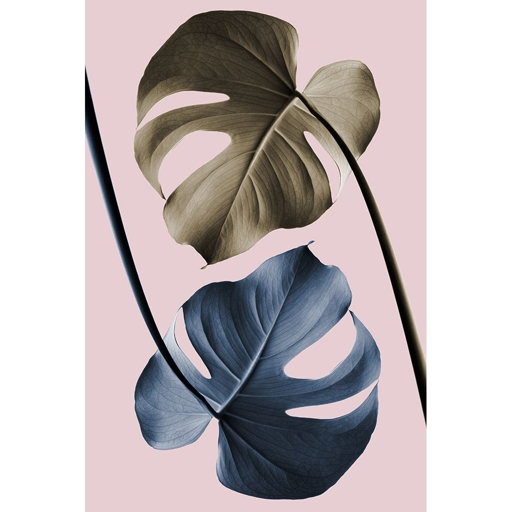 Monstera Pink Light 02 Poster Print - 1x Studio III-VARPDX2058420 Image 1