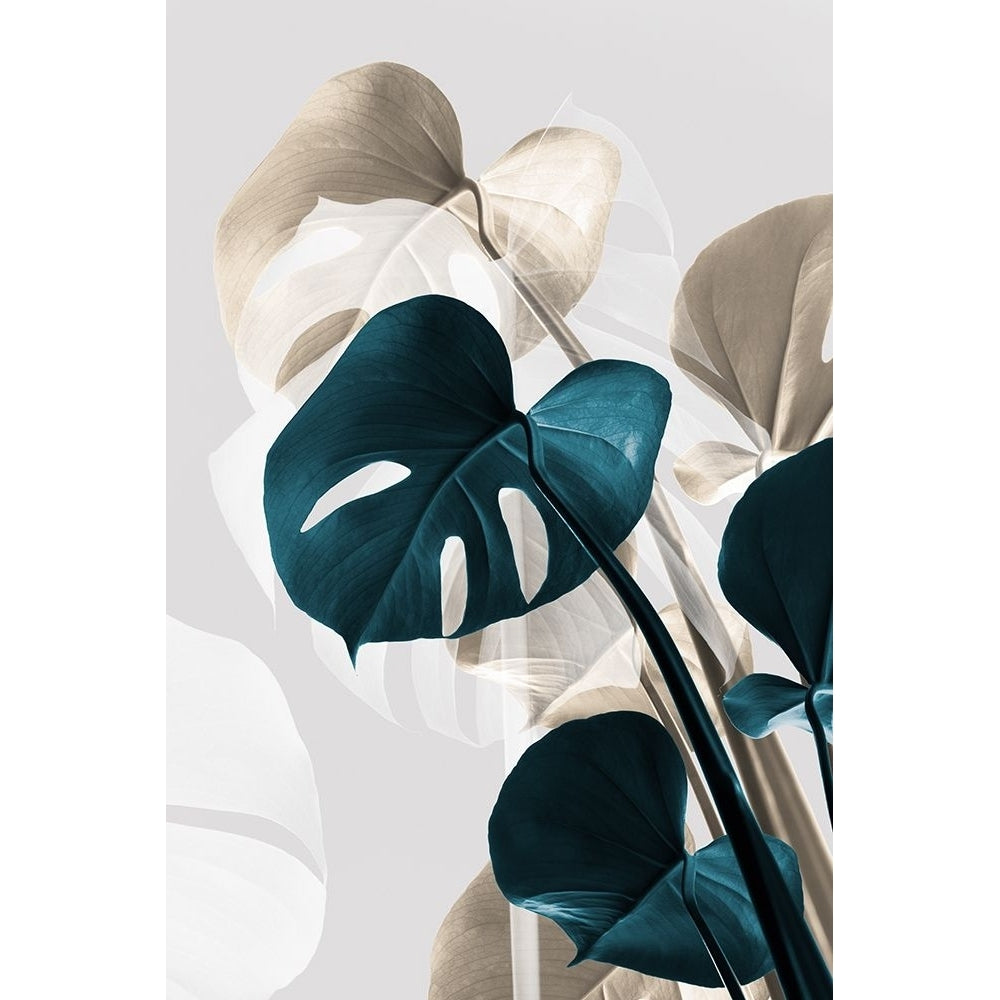 Monstera Creative 10 Poster Print - 1x Studio III-VARPDX2058434 Image 1