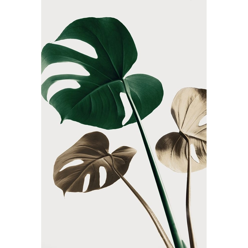 Monstera Mix 04 Poster Print - 1x Studio III-VARPDX2058487 Image 1