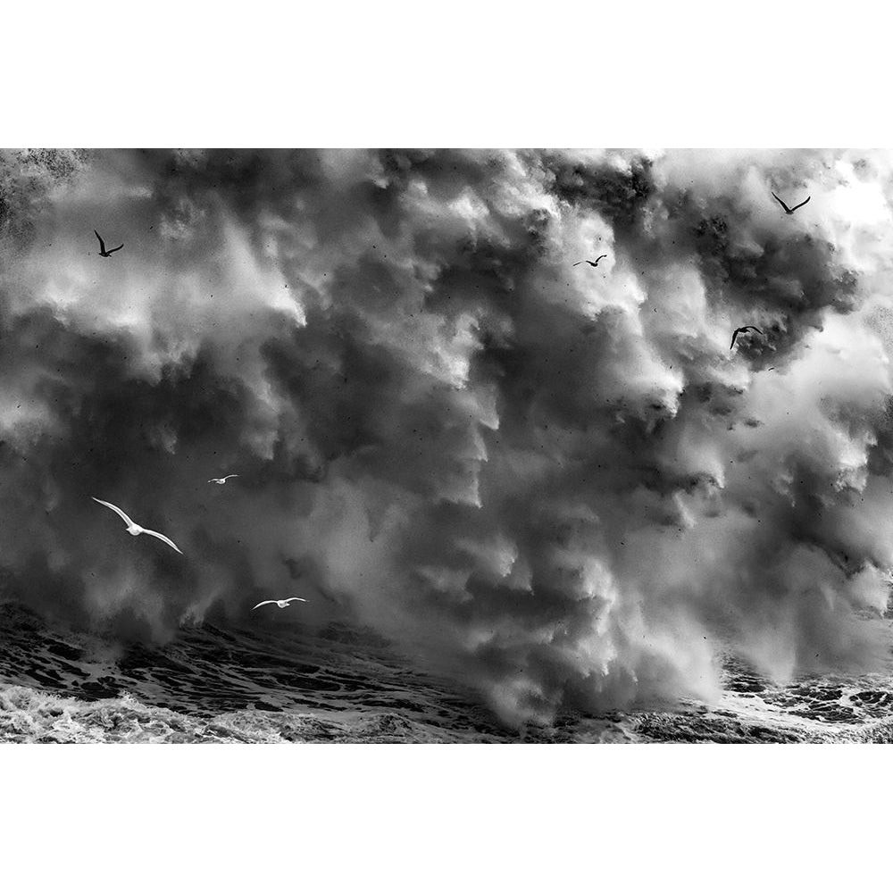 BIRDS IN THE STORM-VARPDX2059813 Image 1