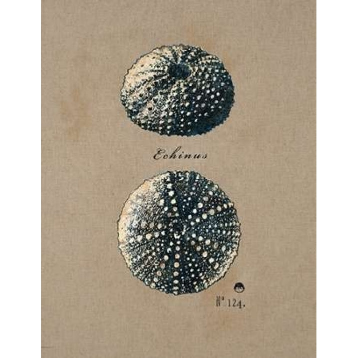 Vintage Linen Sea Urchin Poster Print by Regina Andrew Design-VARPDX205AND1247 Image 1