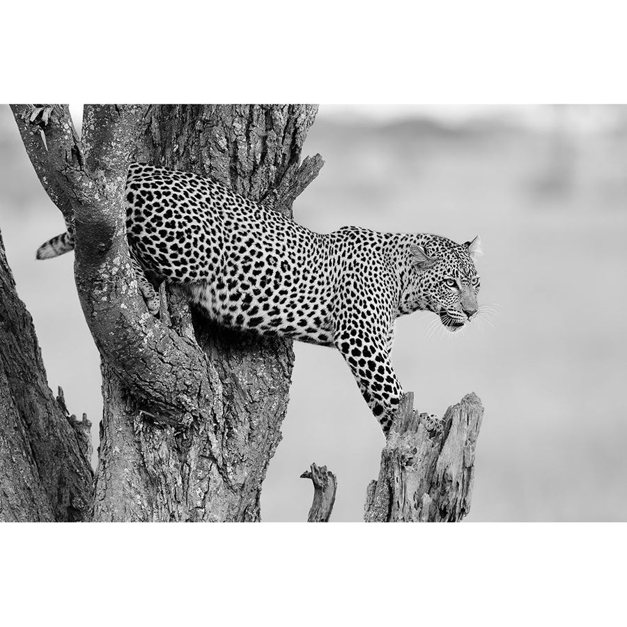 Big Cat Poster Print - Marco Pozzi-VARPDX2060347 Image 1