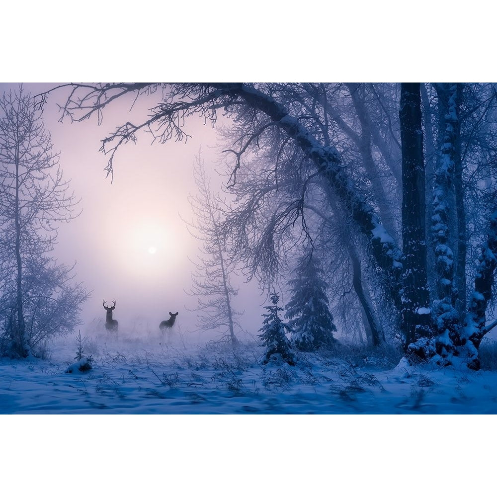 The shadow of deer in the morning fog Poster Print - Unknown-VARPDX2060950 Image 1