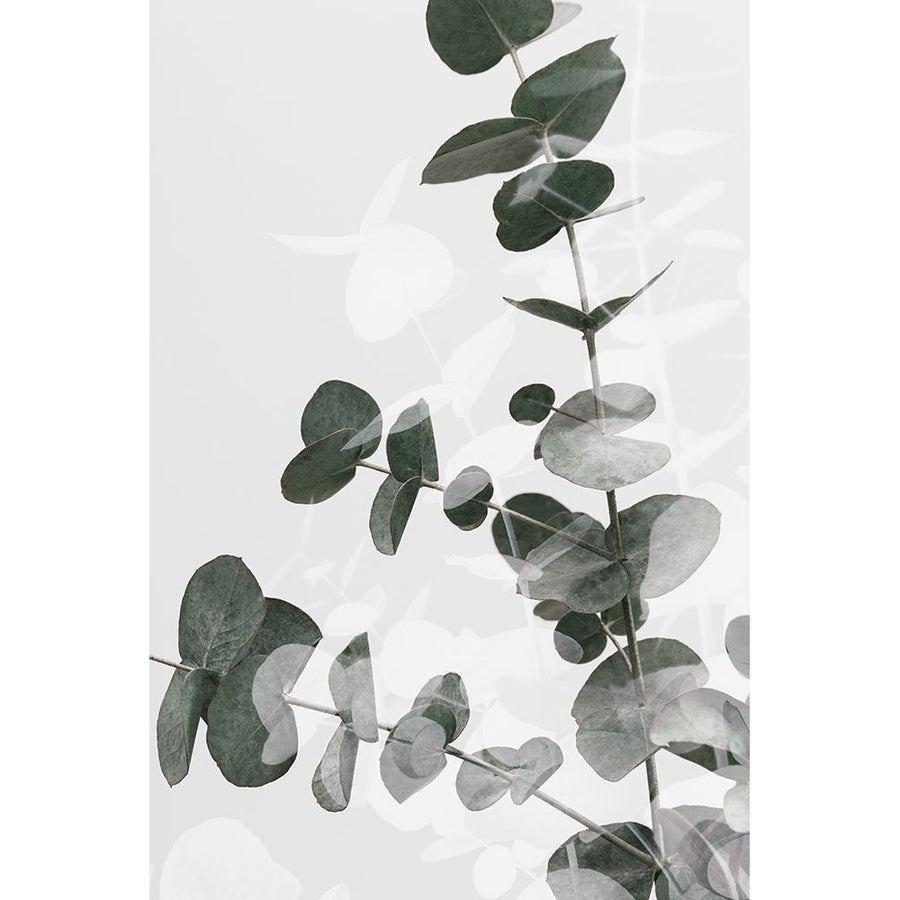 Eucalyptus Creative 04 Poster Print - 1x Studio III-VARPDX2061434 Image 1