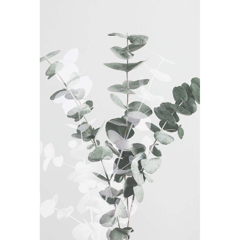 Eucalyptus Creative 07 Poster Print - 1x Studio III-VARPDX2061437 Image 1