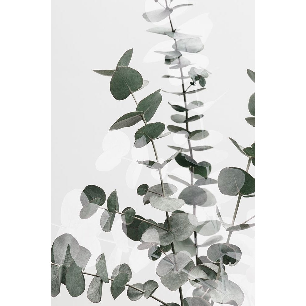 Eucalyptus Creative 06 Poster Print - 1x Studio III-VARPDX2061436 Image 1