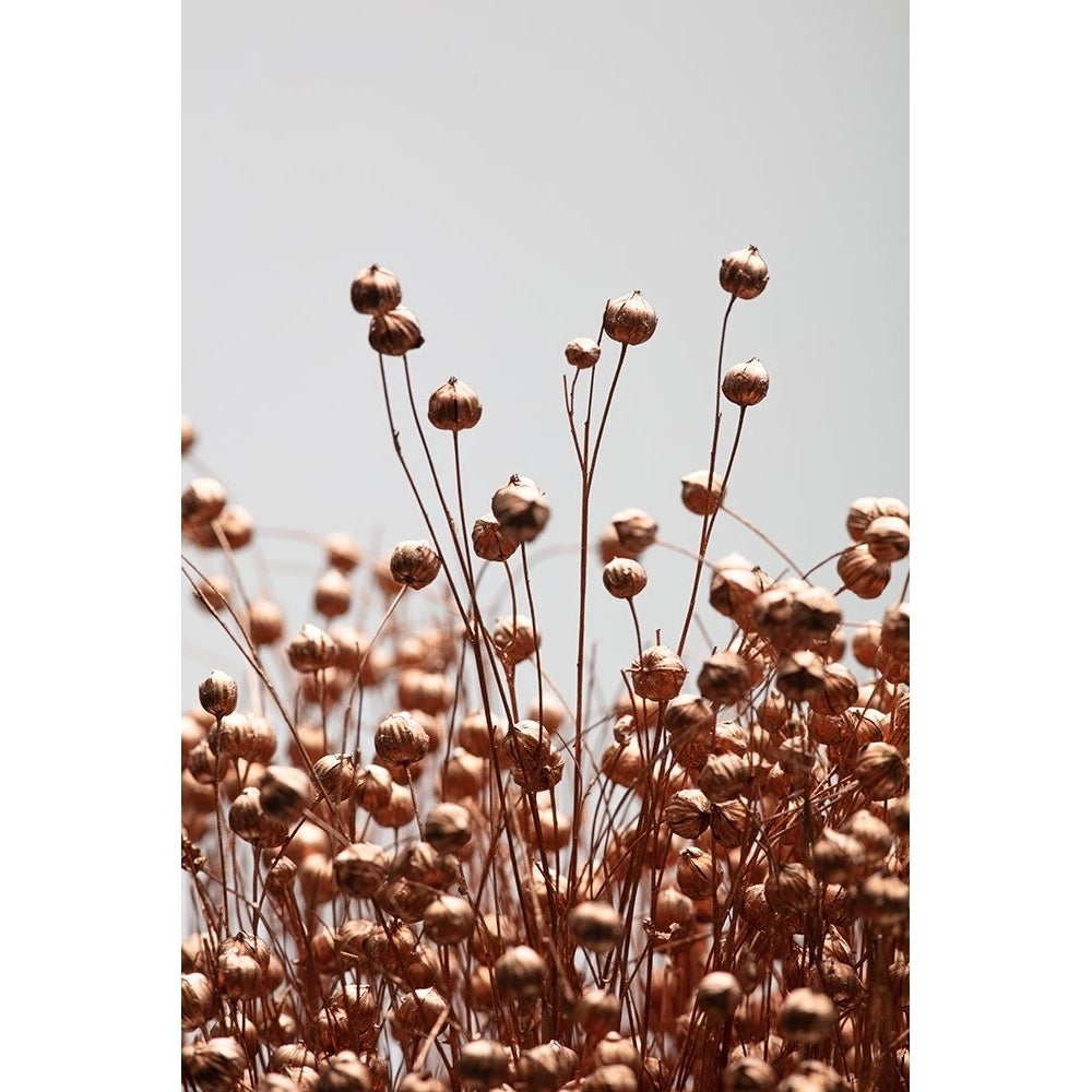 Dried Grass Copper 02 Poster Print - 1x Studio III-VARPDX2064603 Image 1