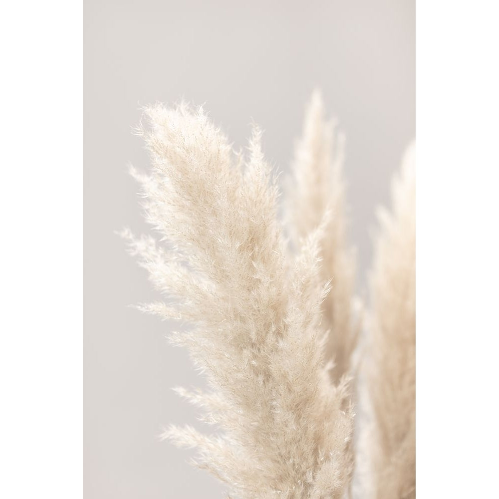 Pampas Grass Grey 03 Poster Print - 1x Studio III-VARPDX2064617 Image 1