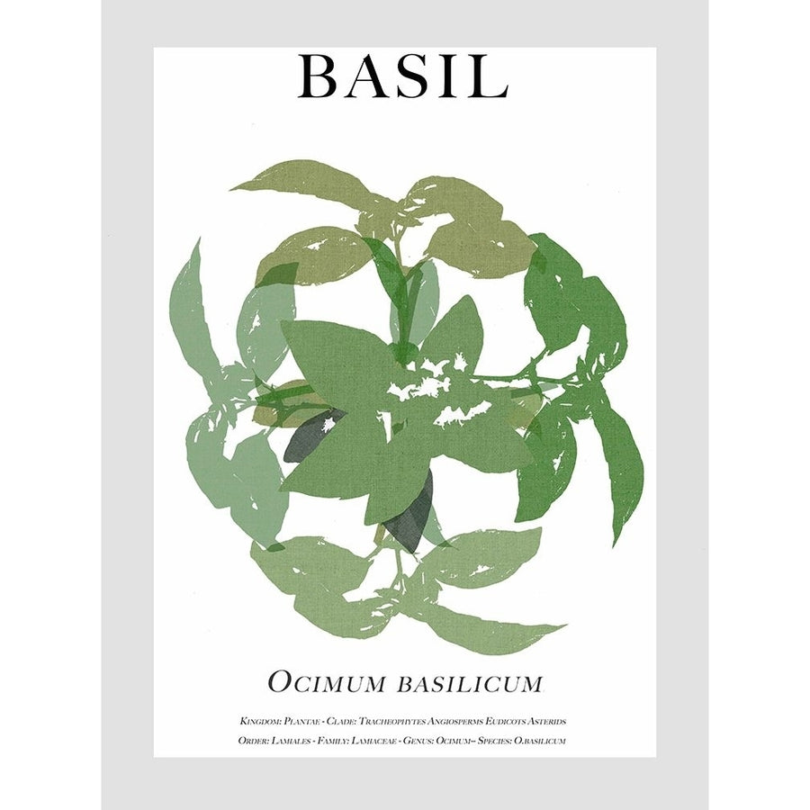 Basil Poster Print - Cartissi-VARPDX206459FN Image 1