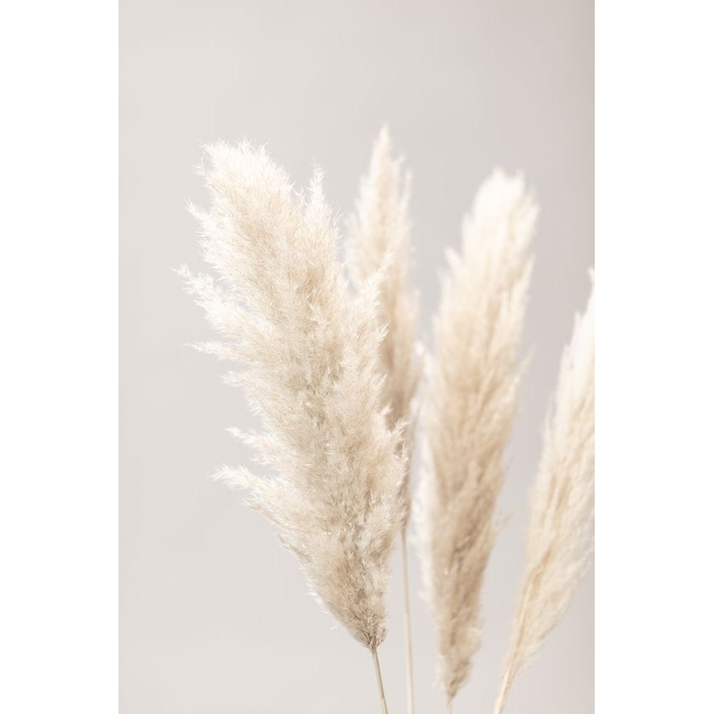 Pampas Grass Grey 02 Poster Print - 1x Studio III-VARPDX2064616 Image 1