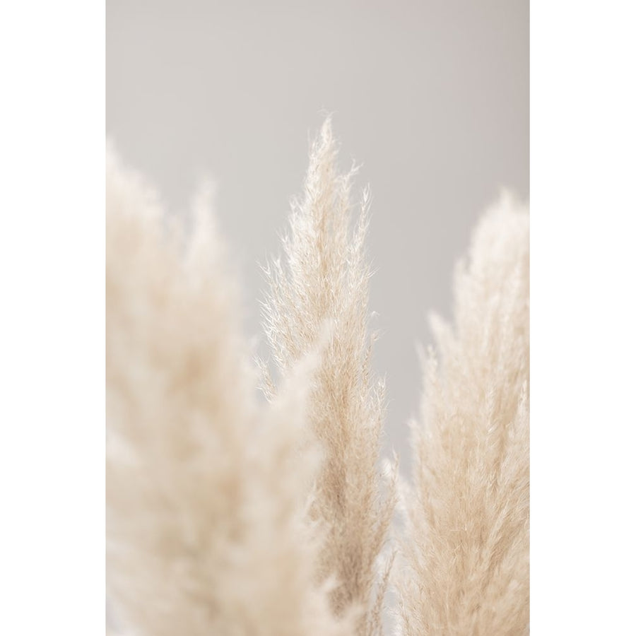 Pampas Grass Grey 04 Poster Print - 1x Studio III-VARPDX2064618 Image 1