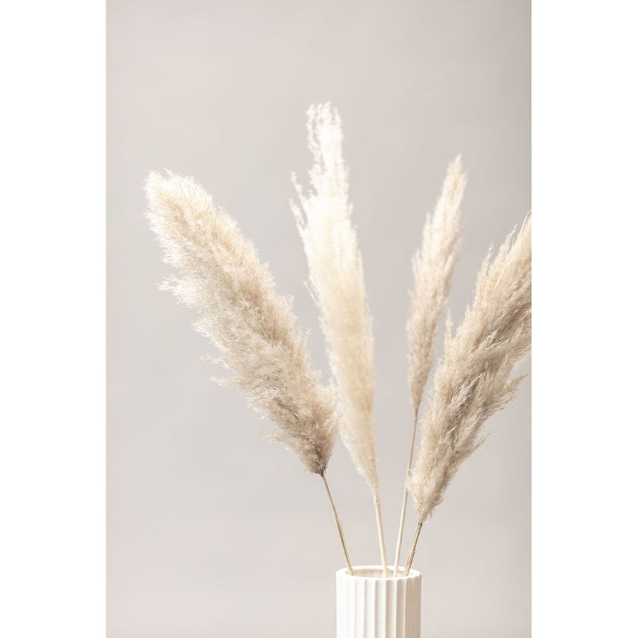 Pampas Grass Grey 05 Poster Print - 1x Studio III-VARPDX2064619 Image 1