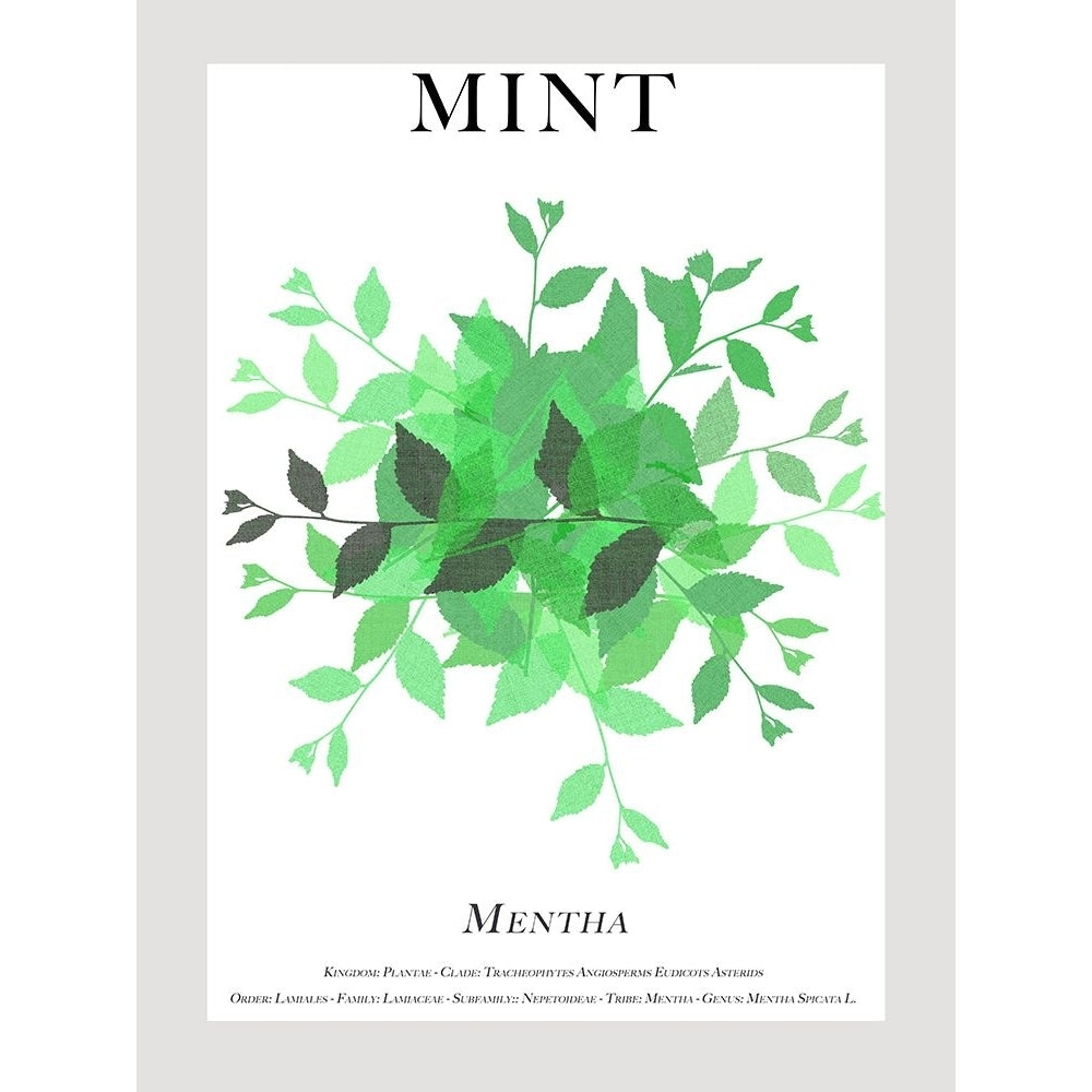 Mint Poster Print - Cartissi-VARPDX206463FN Image 1