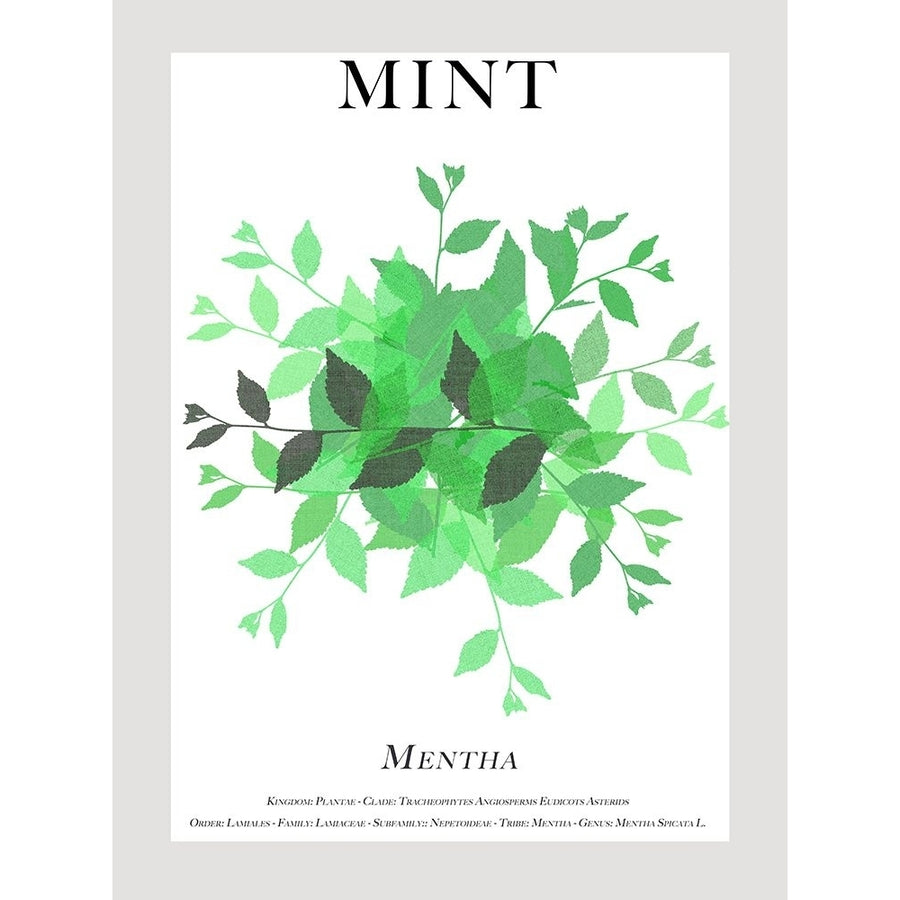 Mint Poster Print - Cartissi-VARPDX206463FN Image 1