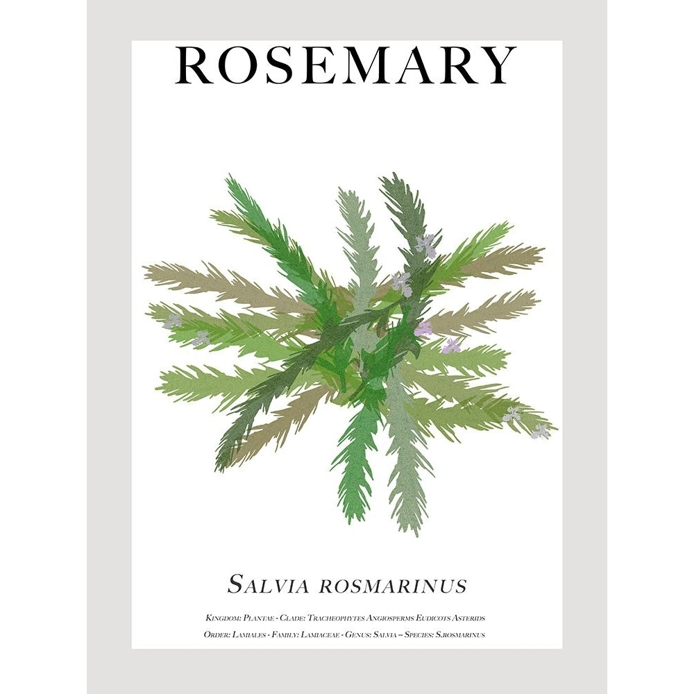 Rosemary Poster Print - Cartissi-VARPDX206466FN Image 1