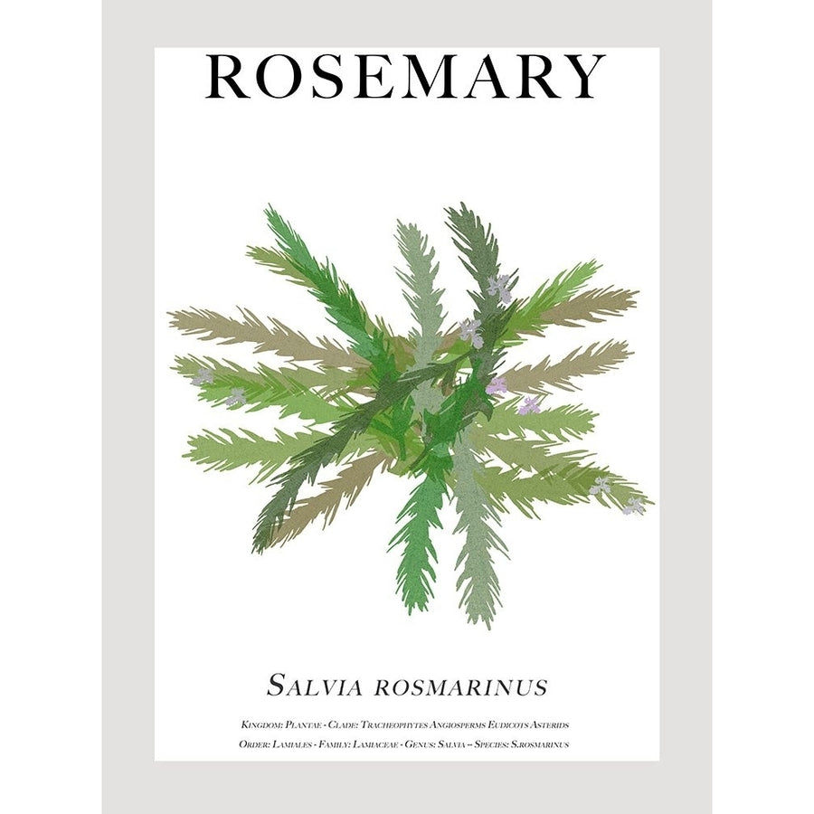 Rosemary Poster Print - Cartissi-VARPDX206466FN Image 1