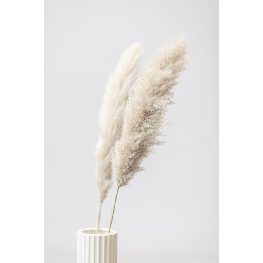 Pampas Grass Grey 11 Poster Print - 1x Studio III-VARPDX2064626 Image 1