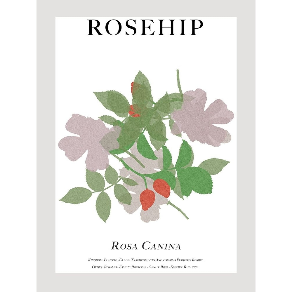 Rosehip Poster Print - Cartissi-VARPDX206465FN Image 1