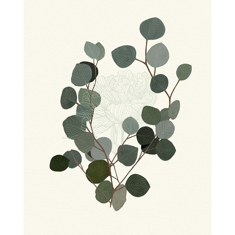 Eucalyptus Leaves II Poster Print - Katie OShea-VARPDX206481FN Image 1