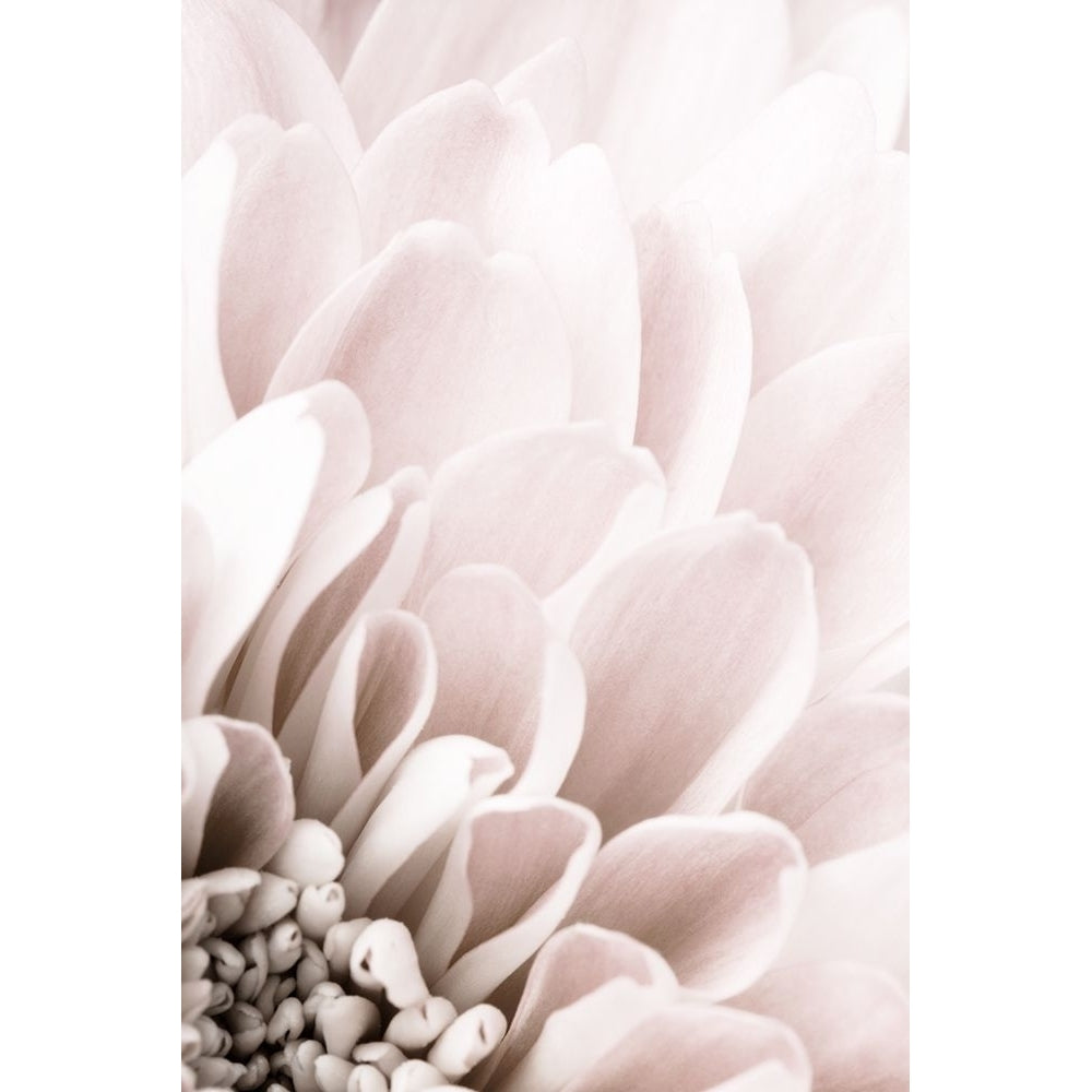 Chrysanthemum No 03 Poster Print - 1x Studio III-VARPDX2066807 Image 1