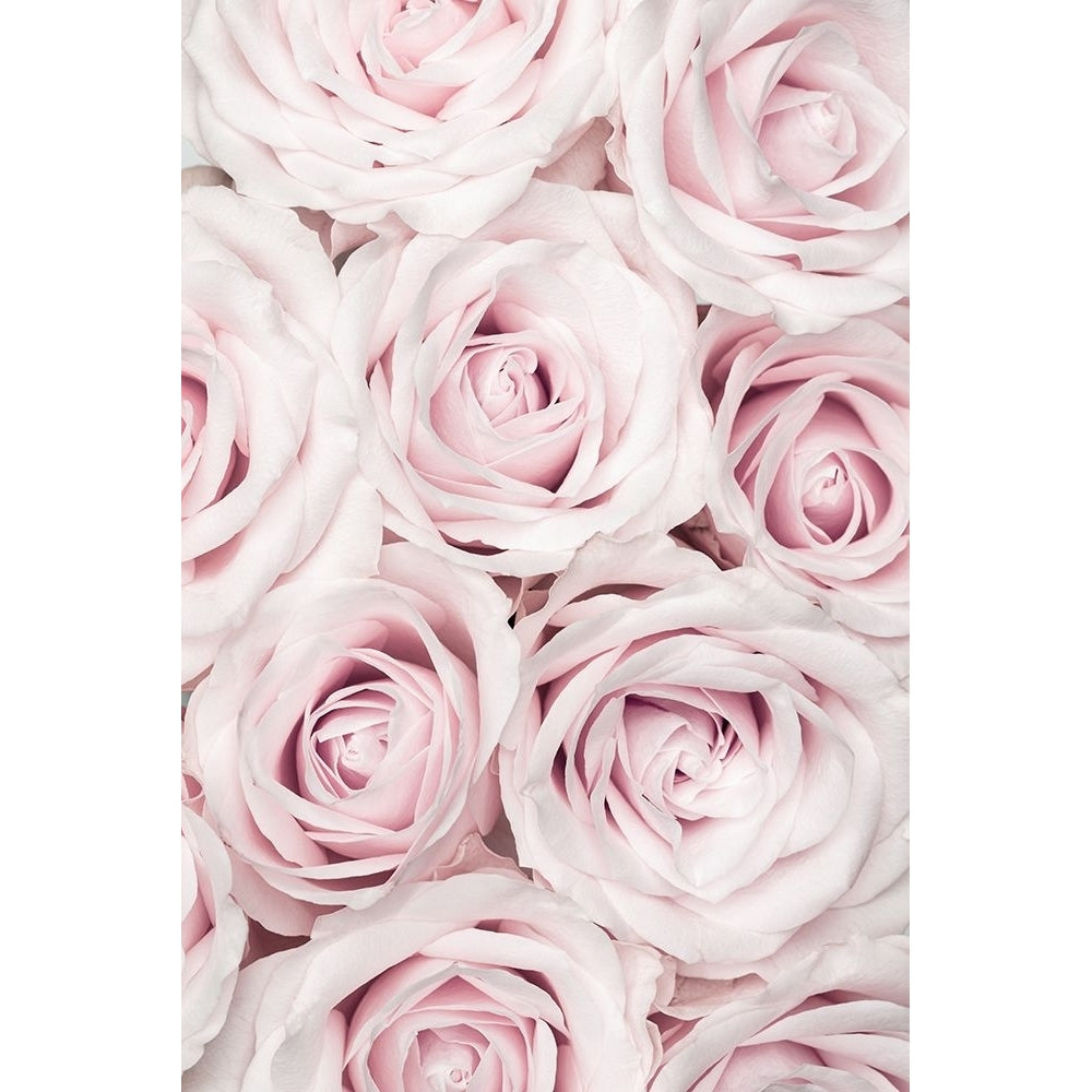 Pink Roses No 03 Poster Print - 1x Studio III-VARPDX2066822 Image 1