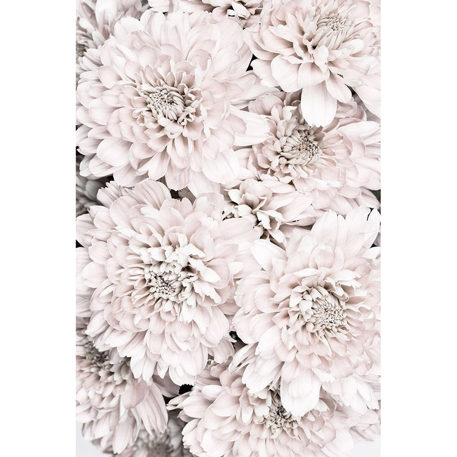 Chrysanthemum No 09 Poster Print - 1x Studio III-VARPDX2066821 Image 1