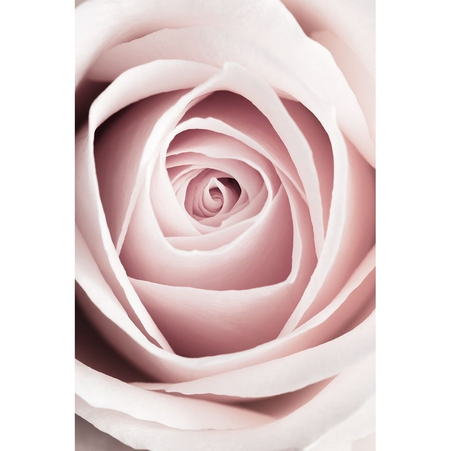 Pink Rose No 1 Poster Print - 1x Studio III-VARPDX2066804 Image 1