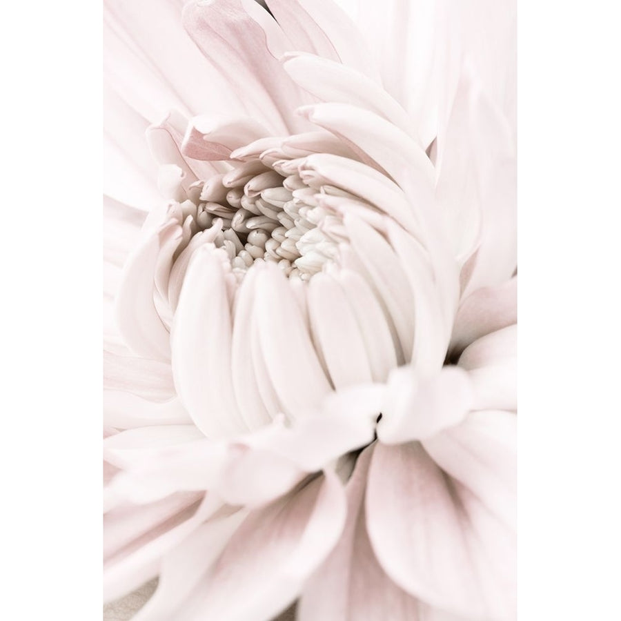 Chrysanthemum No 05 Poster Print - 1x Studio III-VARPDX2066809 Image 1