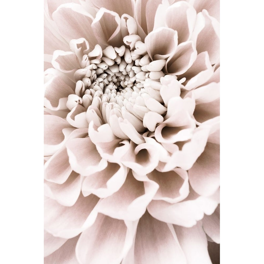 Chrysanthemum No 01 Poster Print - 1x Studio III-VARPDX2066805 Image 1