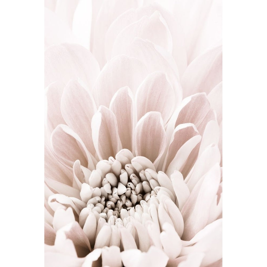 Chrysanthemum No 06 Poster Print - 1x Studio III-VARPDX2066810 Image 1