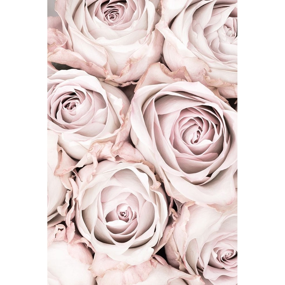 Pink Roses No 01 Poster Print - 1x Studio III-VARPDX2066826 Image 1