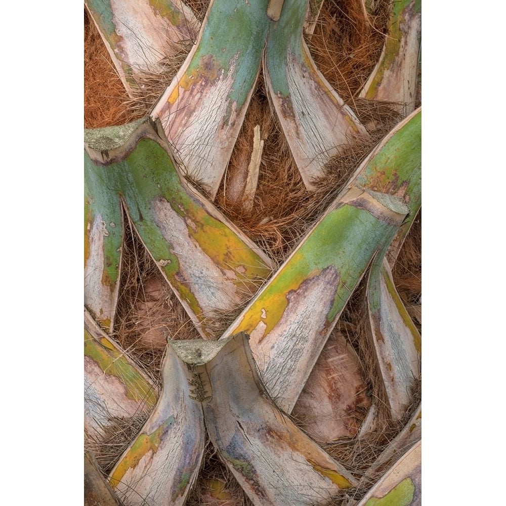 Palm Trunk Detail I Poster Print - Danny Head-VARPDX206722 Image 1