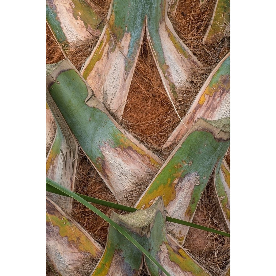 Palm Trunk Detail II Poster Print - Danny Head-VARPDX206724 Image 1