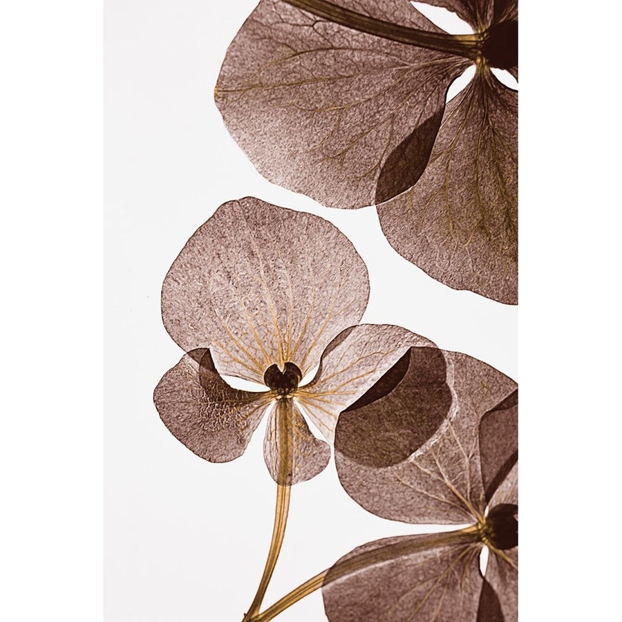 Botanical 5 Poster Print - Lenka-VARPDX2068556 Image 1