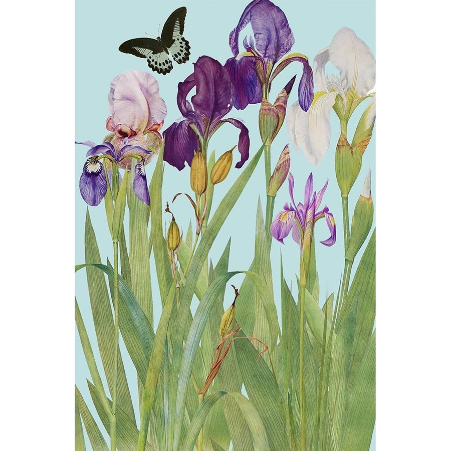 Iris Fantasy I Poster Print - Alicia Longley-VARPDX207529FN Image 1