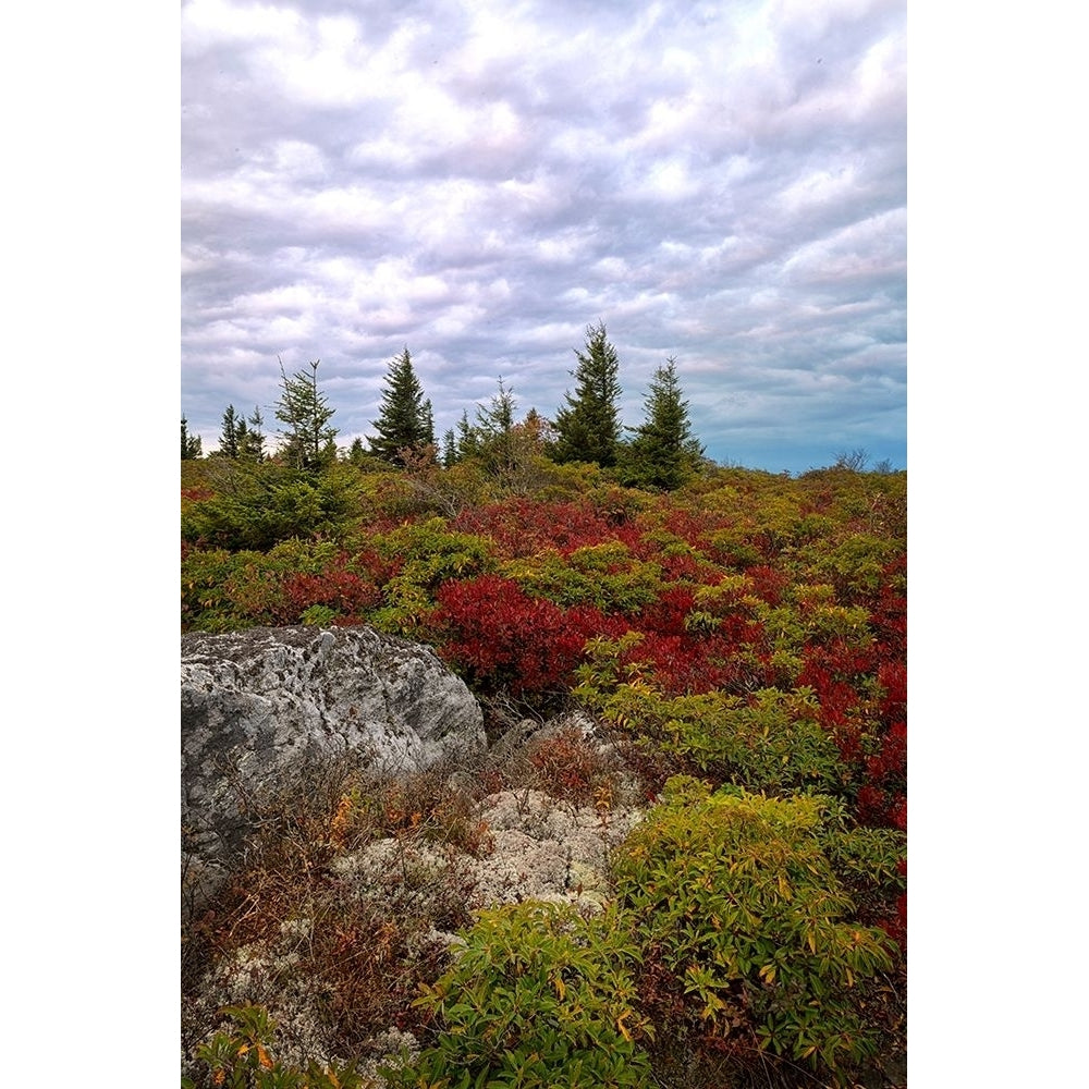 Bear Rocks Poster Print - Danny Head-VARPDX208170 Image 1