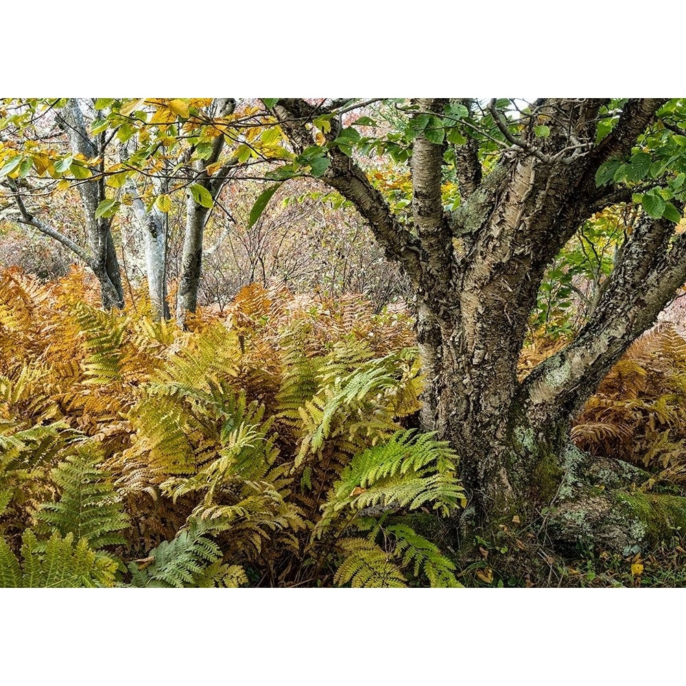 Autumn Fern Poster Print - Danny Head-VARPDX208231 Image 1