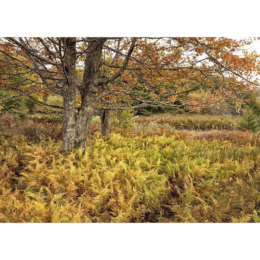 Maples and Ferns Poster Print - Danny Head-VARPDX208223 Image 1