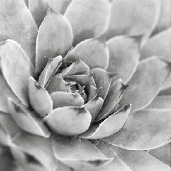 Garden Succulent IV Poster Print by Laura Marshall-VARPDX20827 Image 1