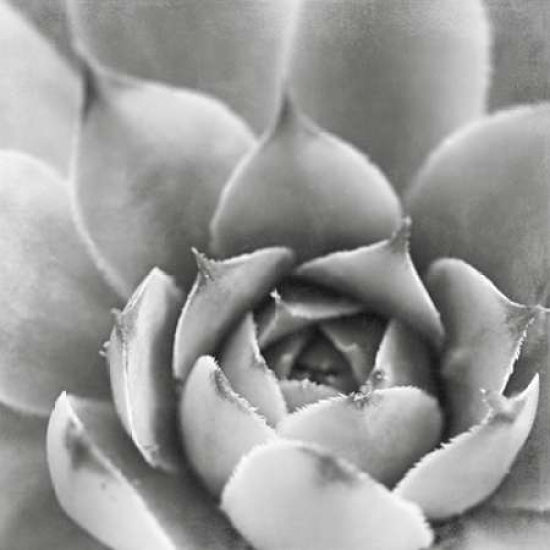 Garden Succulent III Poster Print by Laura Marshall-VARPDX20826 Image 2